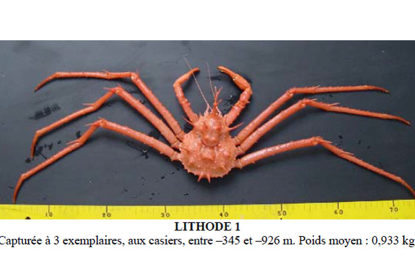 <b><i>Lithodes manningi Macpherson, 1988</i></b><br>Detailed information: Lithodes manningi - Lithode 1 - Gervain et al., 2002: 34, Guadeloupe [R/V Polka, trap, 345-926 m, det. from photo J. Poupin, May 2015]