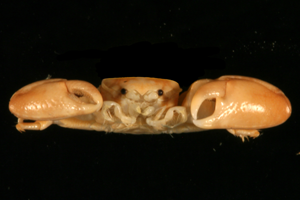 <b><i>Polyonyx triunguiculatus Zehntner, 1894</i></b><br>Detailed information: Polyonyx triunguiculatus - Mayotte, mission KUW, st. 27, Ilot Mbouzi, patate Sud-Est, 4-20 m, 1 mâle 4,10x4,76 mm, spécimen préservé, ayant perdu sa coloration MNHN-Ga7440. Copyright J. Poupin.