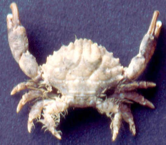 <b><i>Etisus electra (Herbst, 1801)</i></b><br>Detailed information: Etisus electra (Herbst, 1801). Tuamotu, Moruroa atoll, October 1995, male 12x16.5 mm. Copyright J. Poupin.