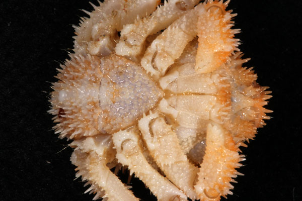 <b><i>Acanthodromia erinacea A. Milne-Edwards, 1880</i></b><br>Detailed information: Acanthodromia erinacea - Guadeloupe, Karubenthos 2015, st. DW4634, 310-304 m, MNHN-IU-2013-19139. Photo J. Poupin.