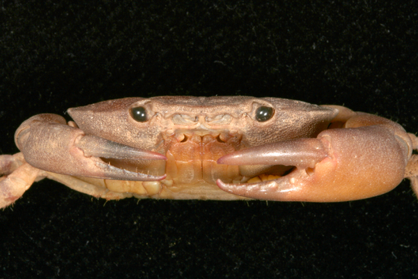<b><i>Epixanthus frontalis (H. Milne Edwards, 1834)</i></b><br>Detailed information: Epixanthus frontalis - Mayotte, mission KUW 2009, st. 26, 1 mâle 14,5x23 mm, 1 femelle juvénile 9,0x14,3 mm, MNHN sans numéro. Copyright J. Poupin.