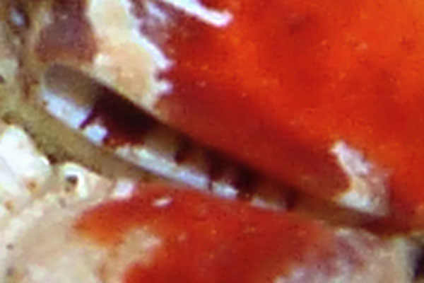 <b><i>Hypocolpus stenocoelus Guinot-Dumortier, 1960</i></b><br>Detailed information: Hypocolpus stenocoelus (detail of subhepatic cavity) - Réunion, March 2015, photo Sébastien Vasquez. Transmitted by Philippe Bourjon. Det. J. Poupin based on subhepatic cavity shape. Copyright S. Vasquez.