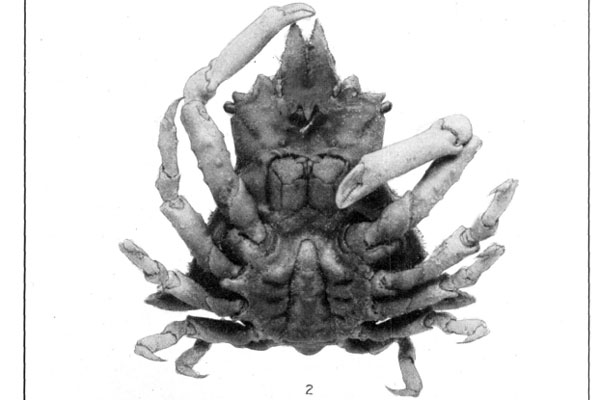 <b><i>Macrocoeloma nodipes (Desbonne, in Desbonne & Schramm, 1867)</i></b><br>Detailed information: Macrocoeloma trispinosum nodipes - Rathbun, 1925: 468, pl. 166, fig. 2.