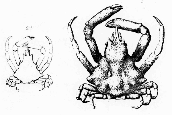 <b><i>Menaethius monoceros (Latreille, 1825)</i></b><br>Detailed information: Menaethius monoceros - D après A. Milne-Edwards (1862), planche 17, figure 2, sous Menaethius rugosus.