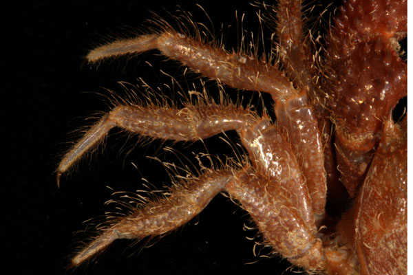 <b><i>Pilumnus caribaeus Desbonne, in Desbonne & Schramm, 1867</i></b><br>Detailed information: Pilumnus caribaeus - Guadeloupe, Karubenthos 2012, det. J. Poupin October 2013, 1 F ov. 14.5x18.9 mm MNHN-IU-2013-14497, st. GD16 (10 m seagrass bed), JL661. Copyright Poupin.