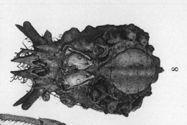 <b><i>Stilbognathus tycheformis Bouvier, 1915</i></b><br>Detailed information: Stilbognathus tycheformis - Mauritius, from Bouvier (1915, pl. 7, fig. 8).