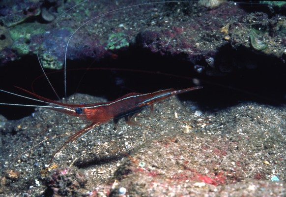 <b><i>Plesionika narval (Fabricius, J.C., 1787)</i></b><br>Detailed information: Tahiti, outer reef slope, scuba dive at night 50 m<br><i>Copyright - IRD - Laboute</i>