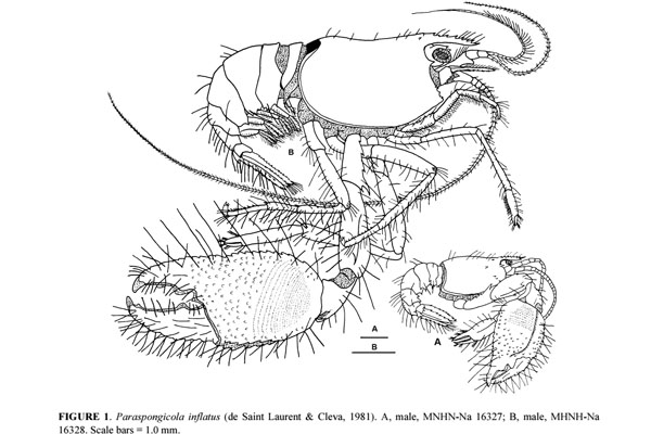 <b><i>Paraspongicola inflatus (de Saint Laurent & Cleva, 1981)</i></b><br>Detailed information: Paraspongicola inflatus - New Caledonia, from Goy (2015, Zootaxa, fig. 1).