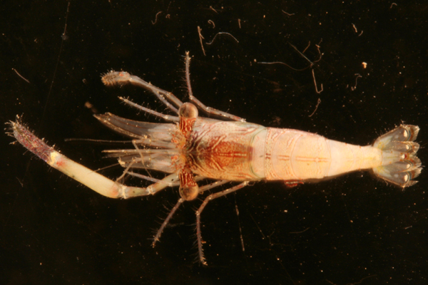 <b><i>Periclimenella spinifera (De Man, 1902)</i></b><br>Detailed information: Periclimenella spinifera - Mission KUW novembre 2009, st. 12, Récif La Prévoyante, 6-11 m, 1 femelle ov. Lc 3,4 mm, Lt env. 20 mm, MNHN Na15995, dét. X. Li. Copyright Poupin/Cléva.
