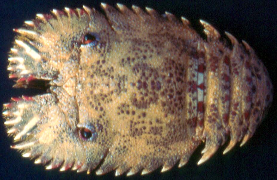 <b><i>Parribacus holthuisi Forest, 1954</i></b><br>Detailed information: Parribacus holthuisi Forest, 1954, Tuamotu, Fangataufa atoll, reef. Total length 142 mm, carapace length 61 mm. Copyright J. Poupin.